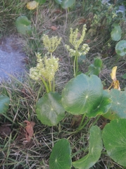 Hydrocotyle bonariensis