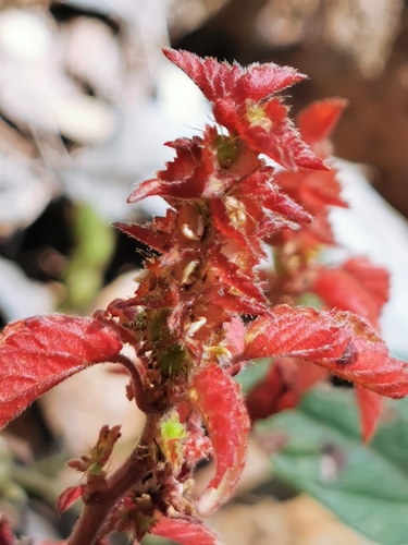 Image of Acalypha neomexicana by (c) M. Socorro González Elizondo, some rights reserved (CC BY-SA)