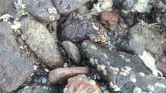 Copestylum quadratum