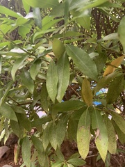 Magnoliopsida