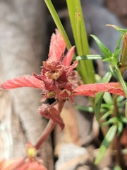 Acalypha neomexicana