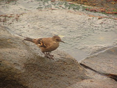 Cinclodes taczanowskii