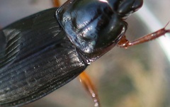 Calathus fuscipes