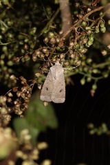 Agrotis vetusta