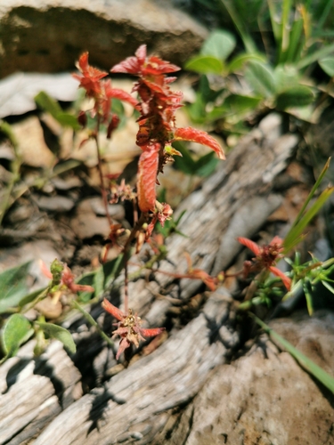 Image of Acalypha neomexicana by (c) M. Socorro González Elizondo, some rights reserved (CC BY-SA)