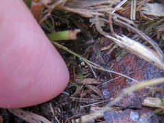 Hyperaspis festiva