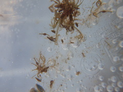 Caprella