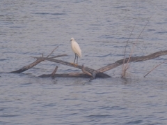 Egretta thula
