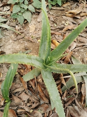 Aloe vera