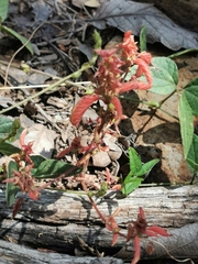 Acalypha neomexicana