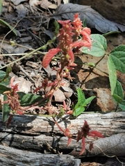 Acalypha neomexicana