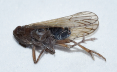 Pareuidella