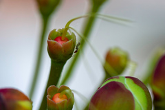 Caryocar brasiliense