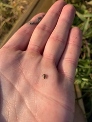 Anisosticta bitriangularis