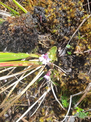 Pinguicula calyptrata