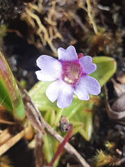 Pinguicula calyptrata