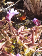 Pinguicula calyptrata