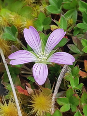 Geranium sibbaldioides sibbaldioides