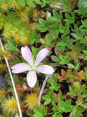 Geranium sibbaldioides sibbaldioides