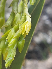 Epidendrum frutex