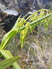 Epidendrum frutex
