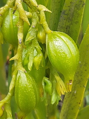 Epidendrum frutex