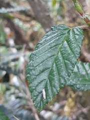 Rubus coriaceus