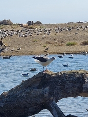 Larus occidentalis occidentalis