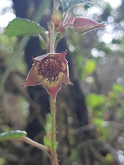 Rubus coriaceus