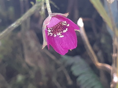 Rubus coriaceus