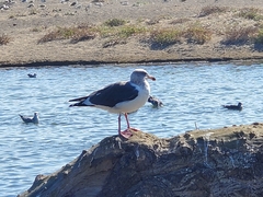 Larus occidentalis occidentalis