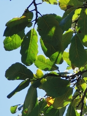 Quercus convallata