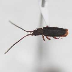 Uleiota dubia