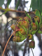 Tristerix longibracteatus