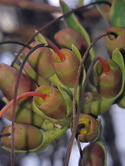 Tristerix longibracteatus