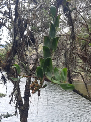 Tristerix longibracteatus