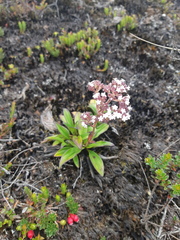 Valeriana adscendens