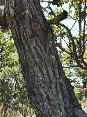 Quercus convallata