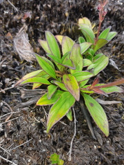 Valeriana adscendens
