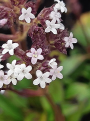 Valeriana adscendens