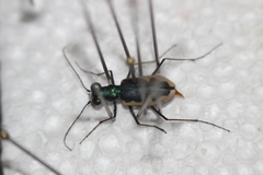 Eunota circumpicta johnsonii