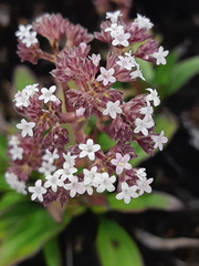 Valeriana adscendens
