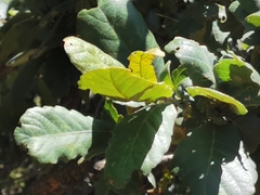 Quercus convallata