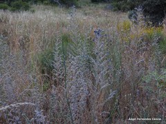 Rumex papillaris