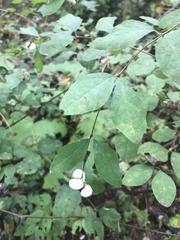 Symphoricarpos