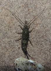 Petrobius