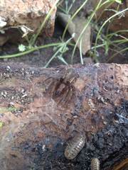 Asthenoctenus borellii