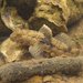 Dusky Frillgoby - Photo (c) H.T.Cheng, some rights reserved (CC BY-NC), uploaded by H.T.Cheng