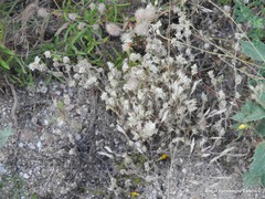 Trifolium angustifolium