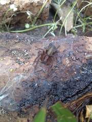 Asthenoctenus borellii